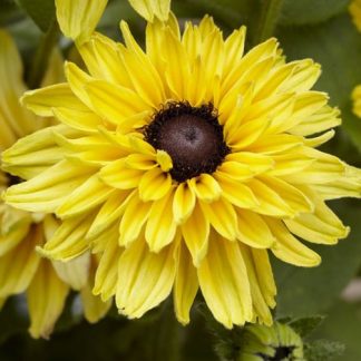 Rudbeckia Enchanted Glow
