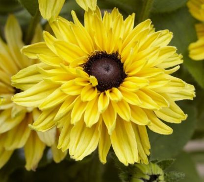 Rudbeckia Enchanted Glow