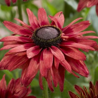 Rudbeckia Enchanted Ruby Crush