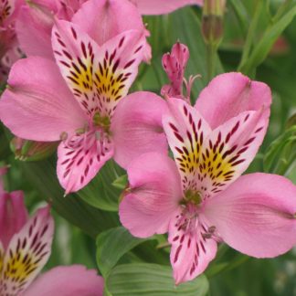 Alstroemeria Duc d'Anjou Charles