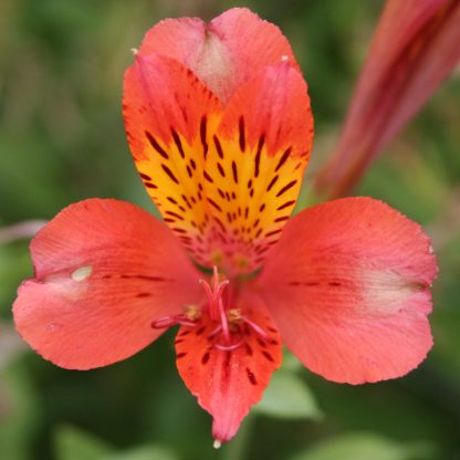 Alstroemeria Duc d'Anjou Louis