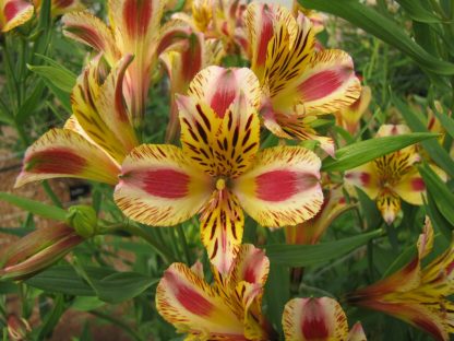 Alstroemeria Duc d'Anjou Marguerite
