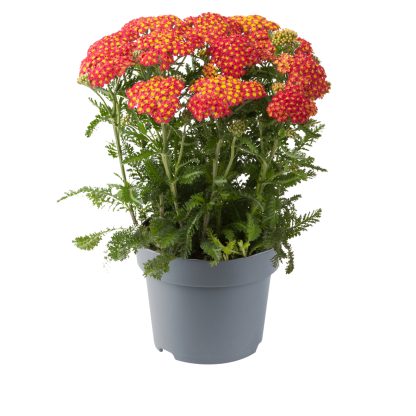 Achillea milefolium Milly Rock Red – Bild 2
