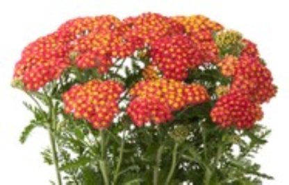 Achillea milefolium Milly Rock Red