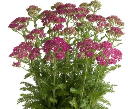 Achillea milefolium Milly Rock Rose