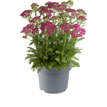 Achillea milefolium Milly Rock Rose – Bild 2