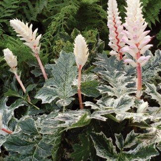 Acanthus mollis Whitewater