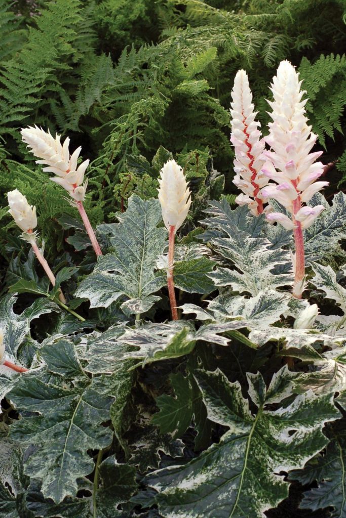 Acanthus mollis Whitewater