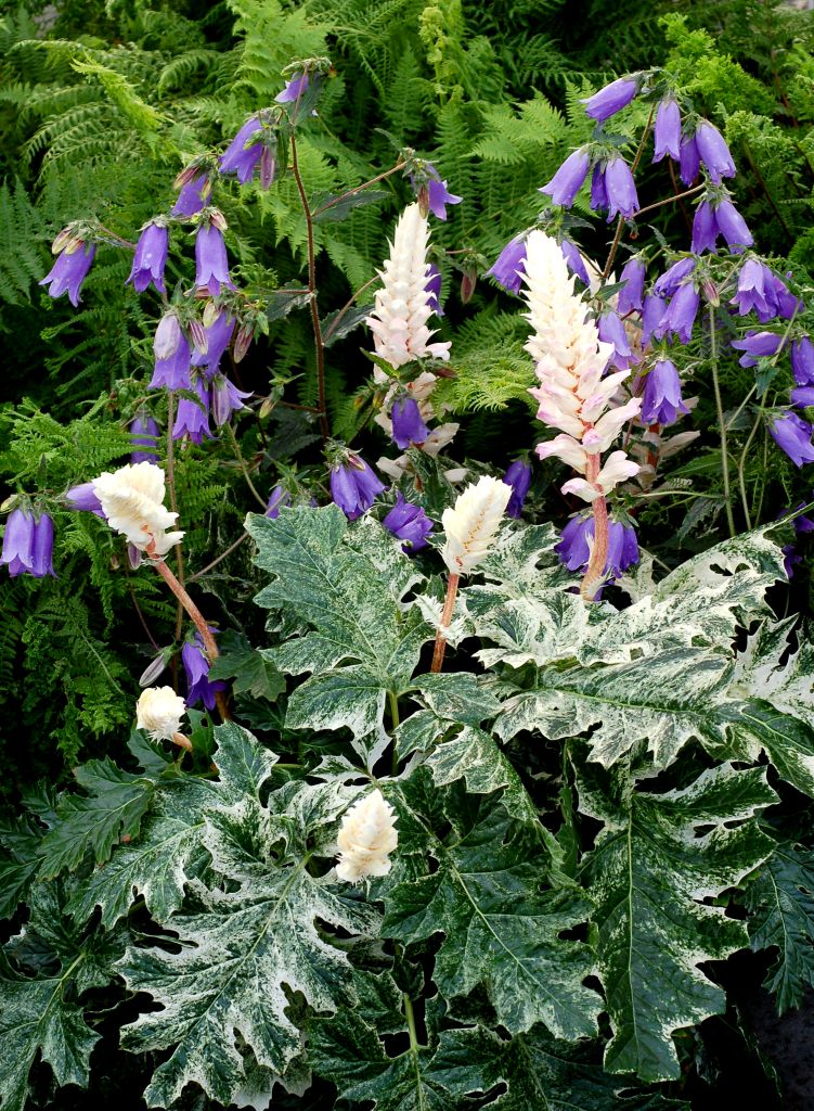 Acanthus mollis Whitewater – Bild 2