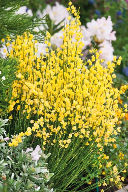 Cytisus praecox Allgold