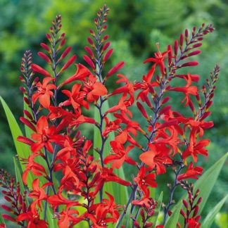 Crocosmia Lucifer