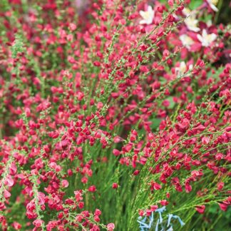 Cytisus scoparius Boskoopr Ruby