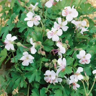 Geranium x cantabrigiense St. Ola