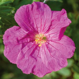 Geranium sanguineum Max Frei