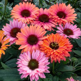 Echinacea Sunseekers Rainbow