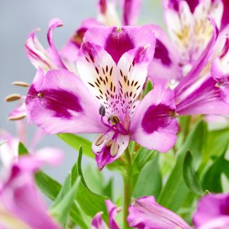 Alstroemeria Durchesse d'Anjou Valentine