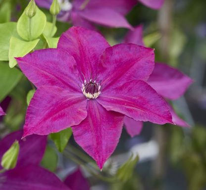 Garland® Hisako Evipo087(N)