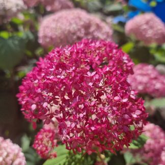 Hydrangea arborescens Candybelle(R) Sorbet