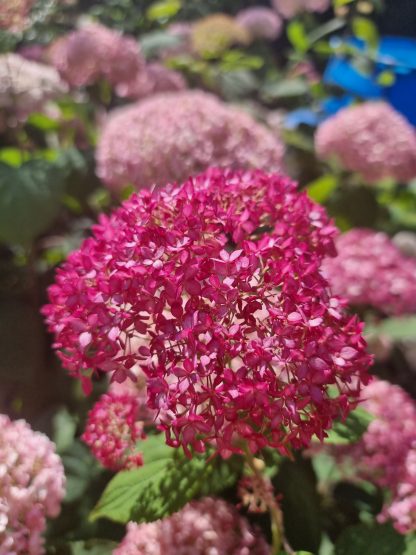 Hydrangea arborescens Candybelle(R) Sorbet