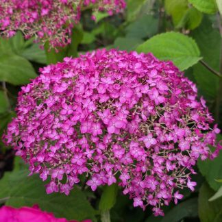 Hydrangea arborescens Candybelle(R) Winegum