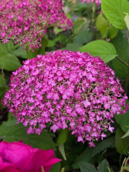 Hydrangea arborescens Candybelle(R) Winegum