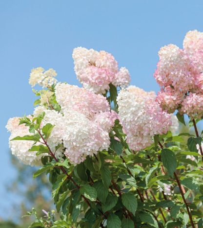 Hydrangea paniculata Grandiflora