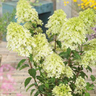 Hydrangea paniculata Phantom
