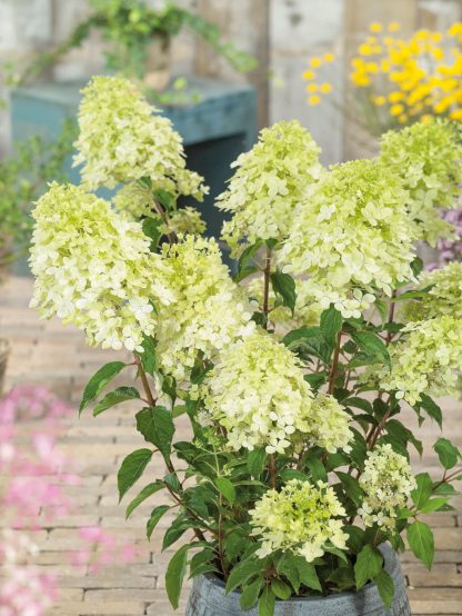 Hydrangea paniculata Phantom