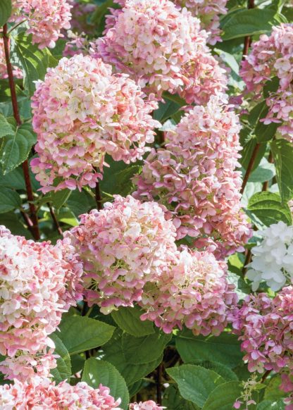 Hydrangea paniculata Silver Dollar