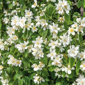 Philadelphus Belle Etoile