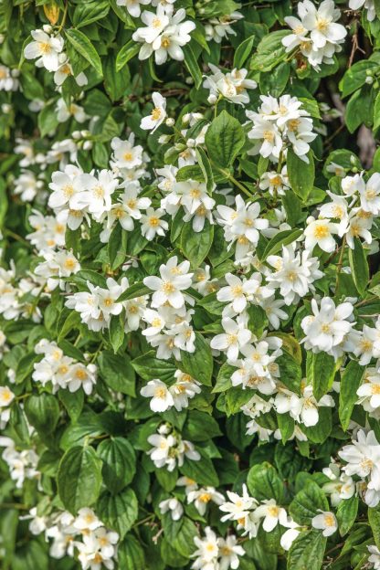 Philadelphus Belle Etoile