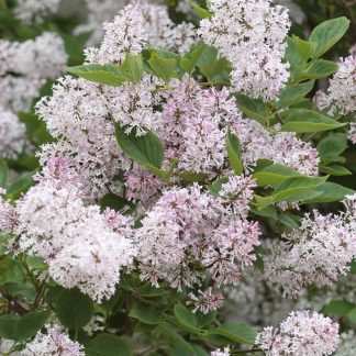 Syringa patula Miss Kim