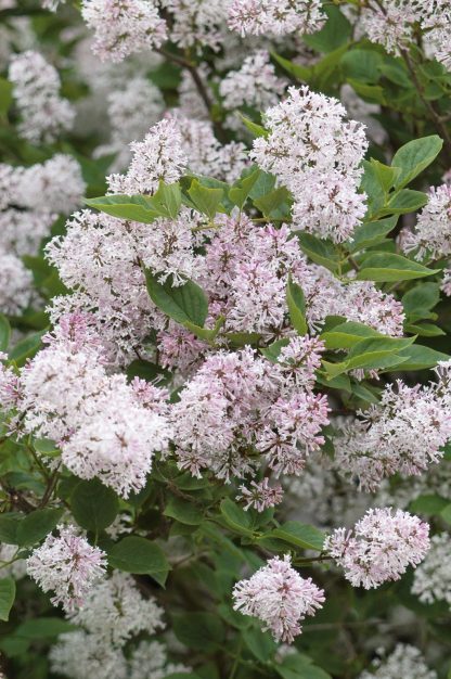 Syringa patula Miss Kim