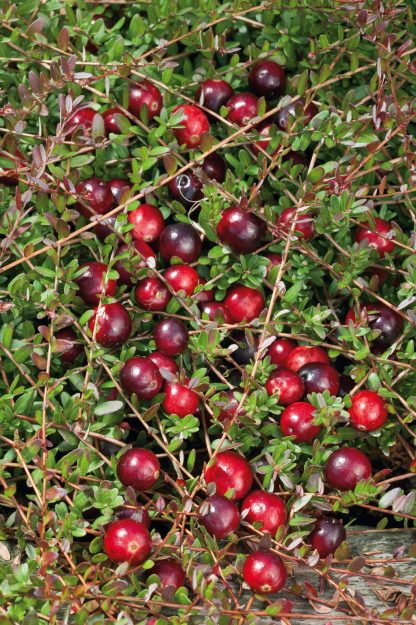 Vaccinium macro. Red Star