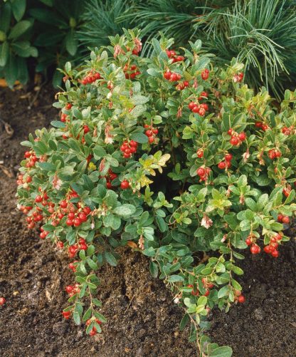 Vaccinium vitis-idaea Koralle
