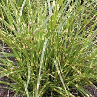 Miscanthus sinenesis Little Zebra®