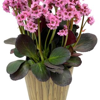 Bergenia Vintage Blush