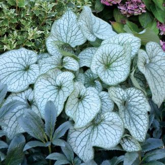 Brunnera Alexanders Great
