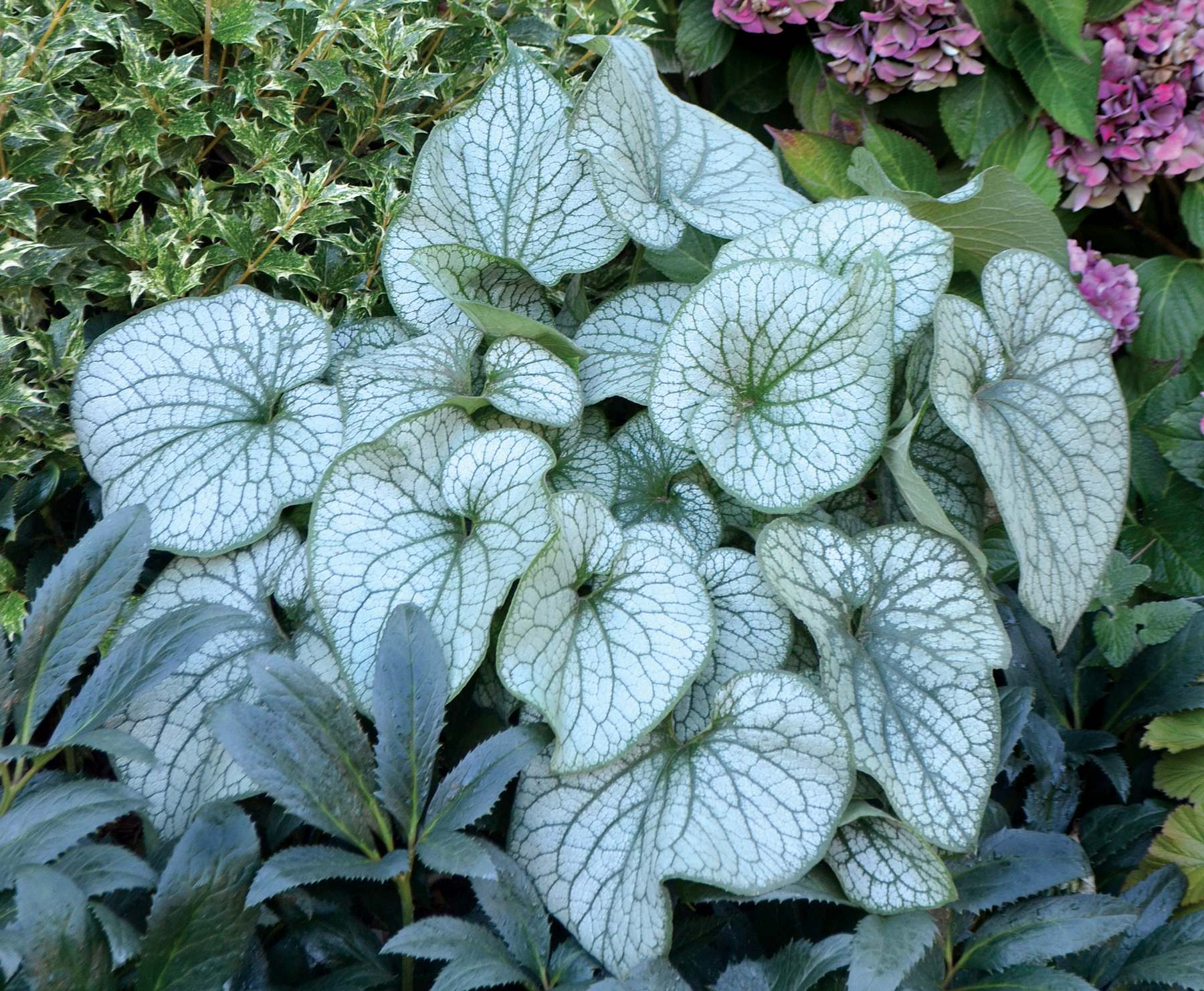 Brunnera Alexanders Great