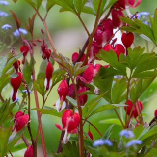Dicentra spectabilis Valentine