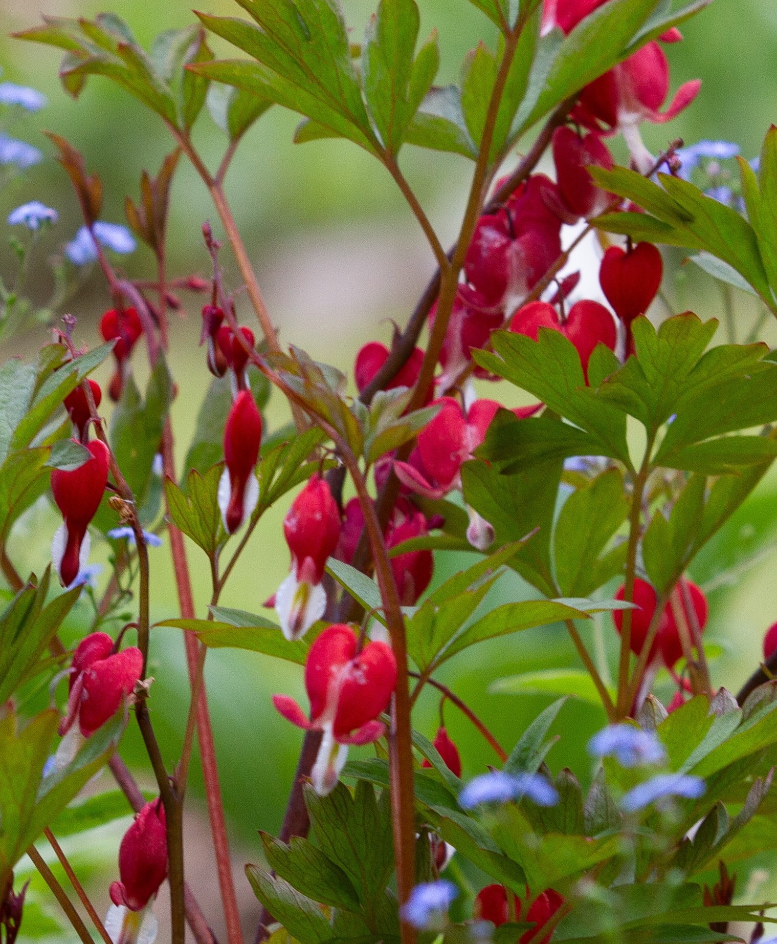 Dicentra spectabilis Valentine