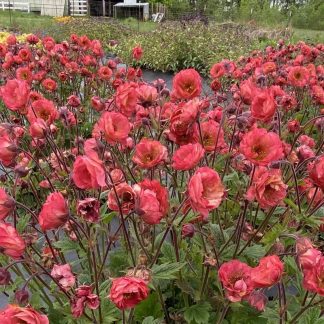 Geum Tempo™ Coral