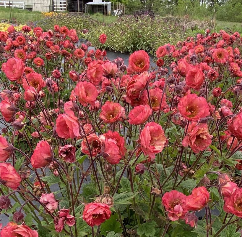 Geum Tempo™ Coral