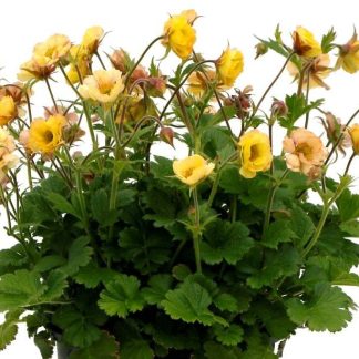 Geum Tempo™ Yellow
