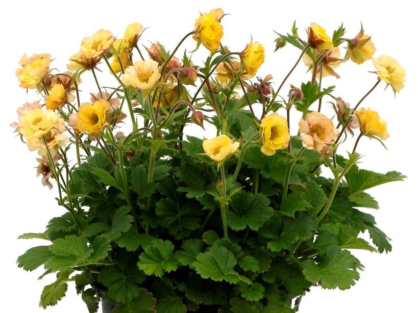 Geum Tempo™ Yellow
