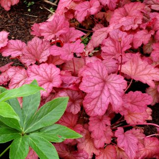 Heuchera villosa Berry Smoothie ®