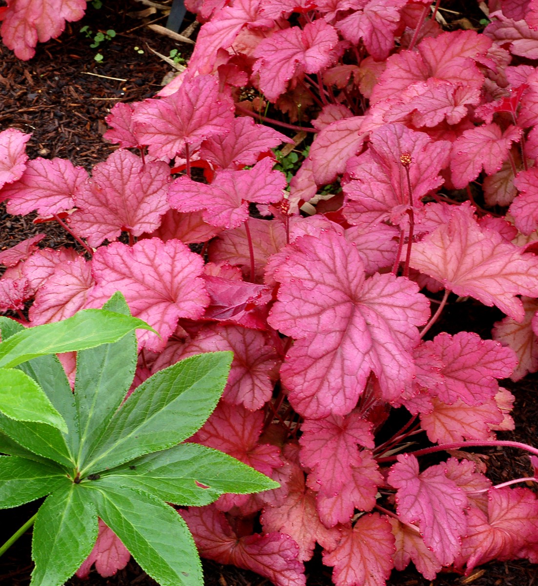 Heuchera villosa Berry Smoothie ®