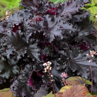 Heuchera micrantha Black Beauty