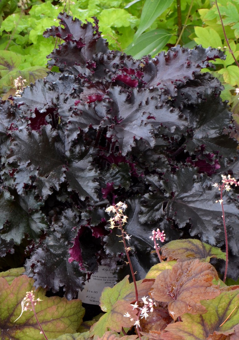 Heuchera micrantha Black Beauty