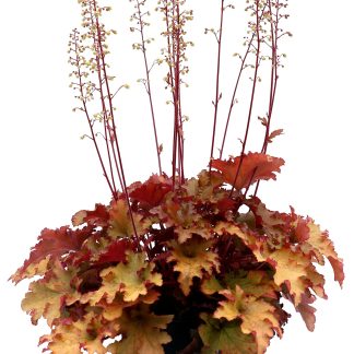 Heuchera villosa Marmalade